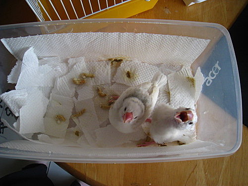 文鳥QQ&BB