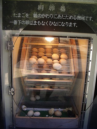六歲的日本東北行