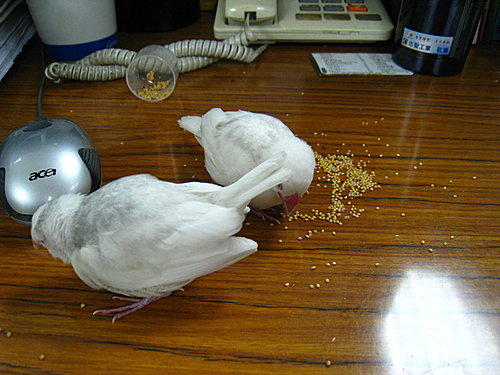 告別QQ
