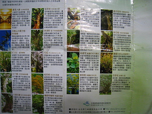 大板根森林闖關