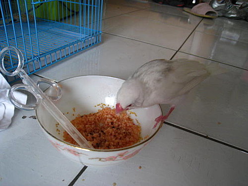 告別QQ