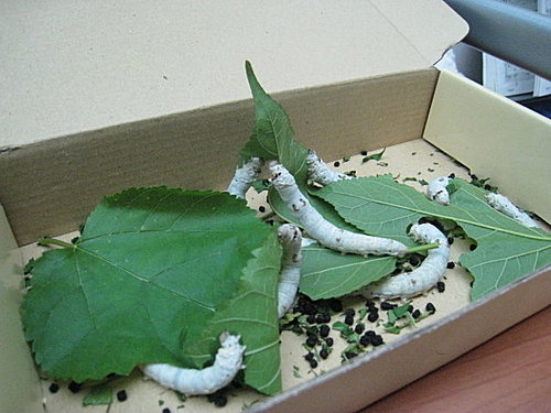 蠶寶寶來我家