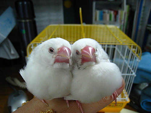 文鳥QQ&BB