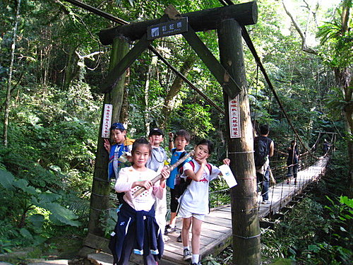 大板根森林闖關