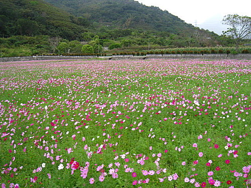昕騎花東-關山台東