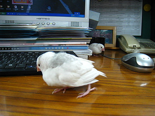 文鳥QQ&BB