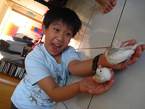 文鳥QQ&BB