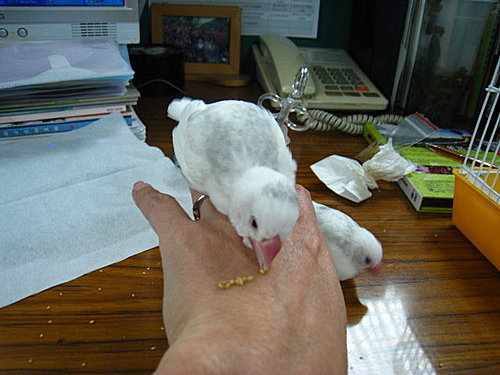 文鳥QQ&BB
