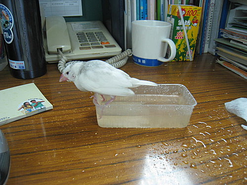 告別QQ