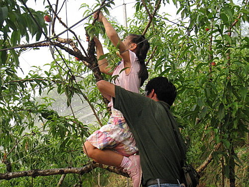 蜜桃成熟時