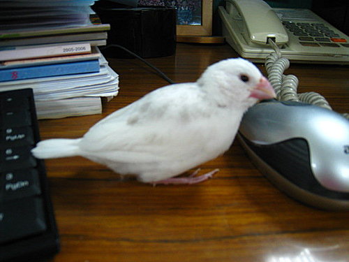 文鳥QQ&BB