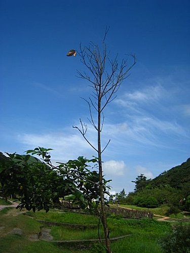 住中華電 爬二子坪