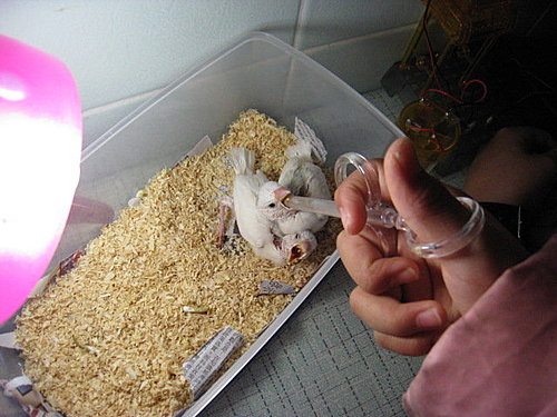文鳥QQ&BB