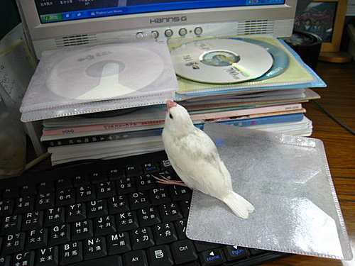 文鳥QQ&BB