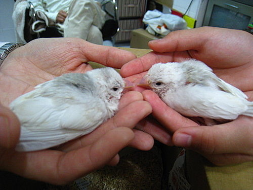 文鳥QQ&BB