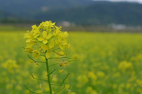 二次鐵馬騎花東