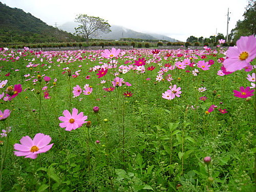昕騎花東-關山台東