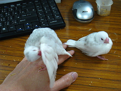 文鳥QQ&BB
