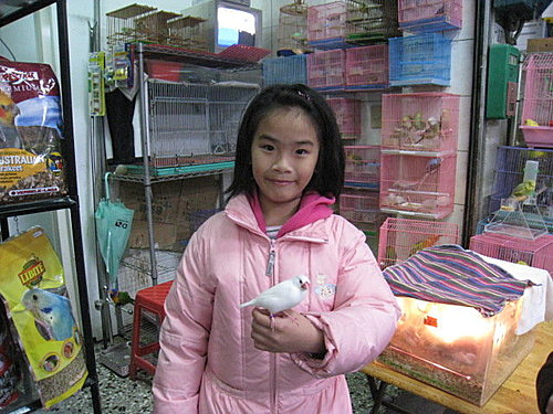 文鳥QQ&BB