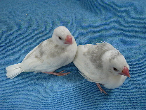 文鳥QQ&BB