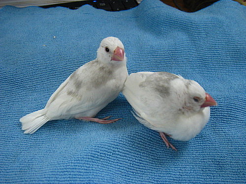 文鳥QQ&BB